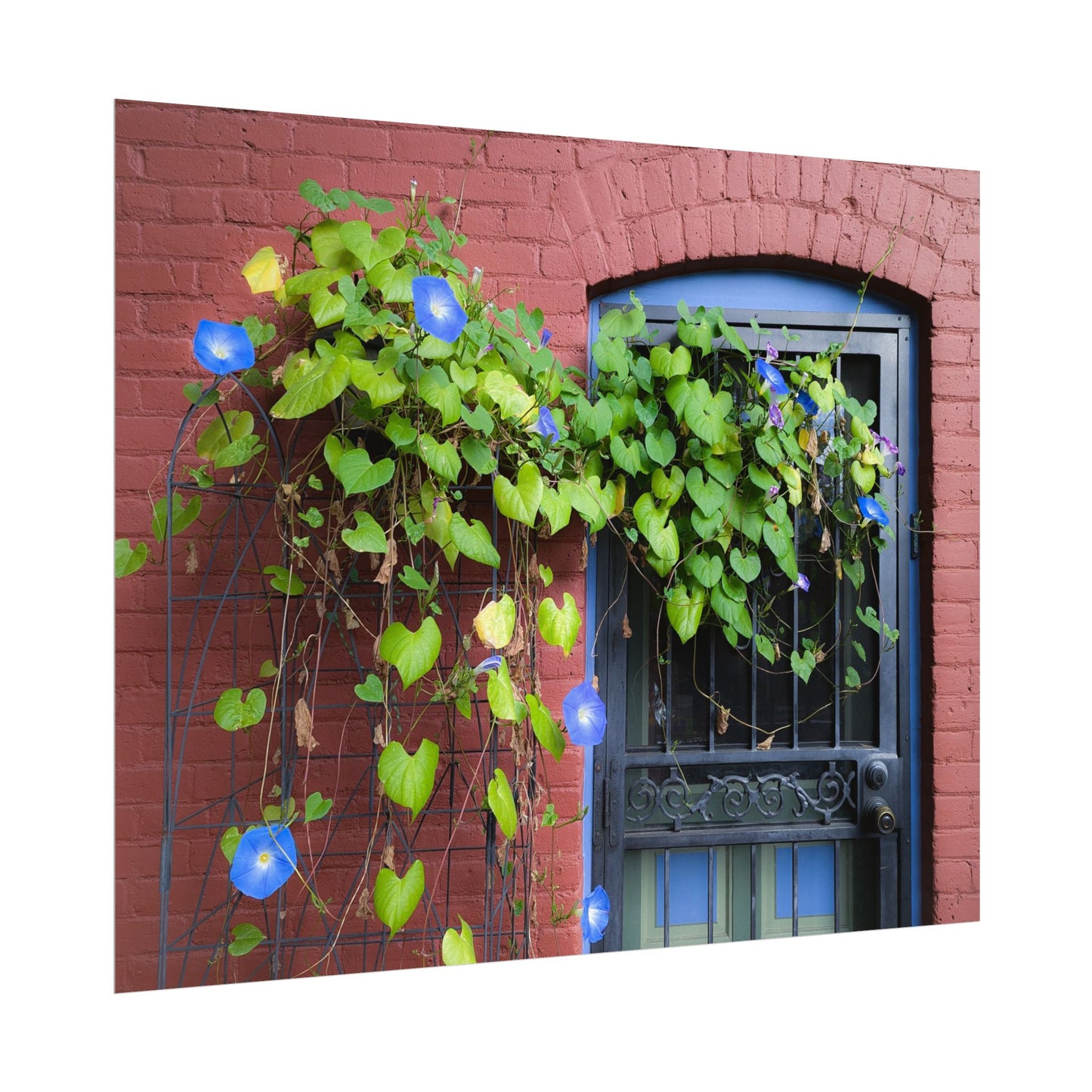 Morning Glory Sprawl