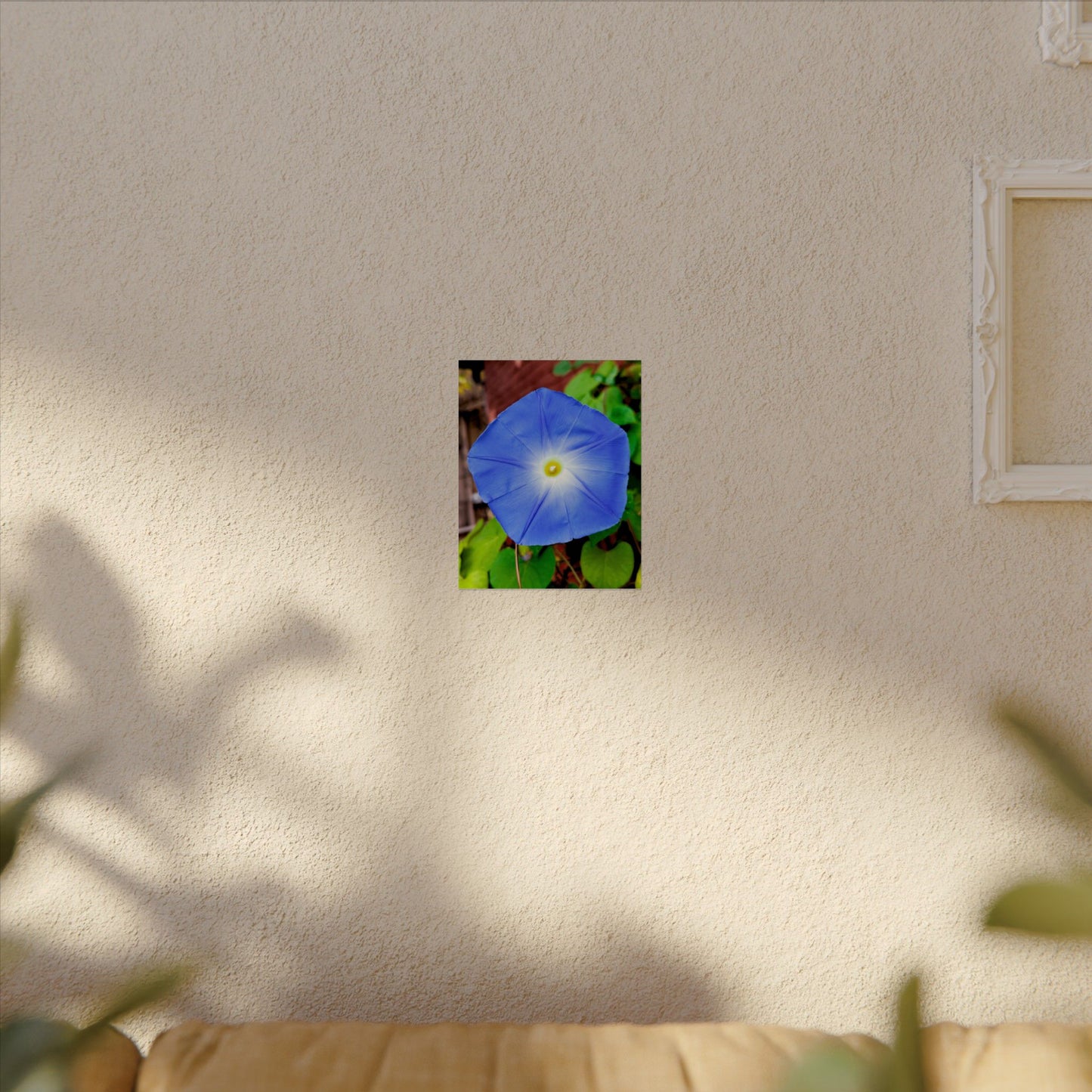 Morning Glory