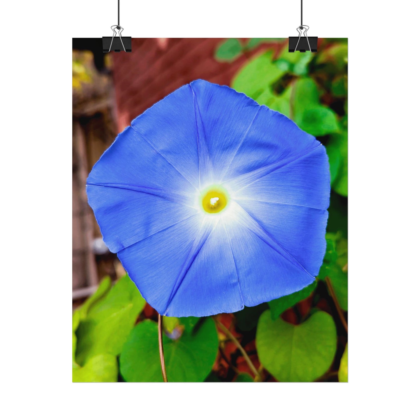 Morning Glory