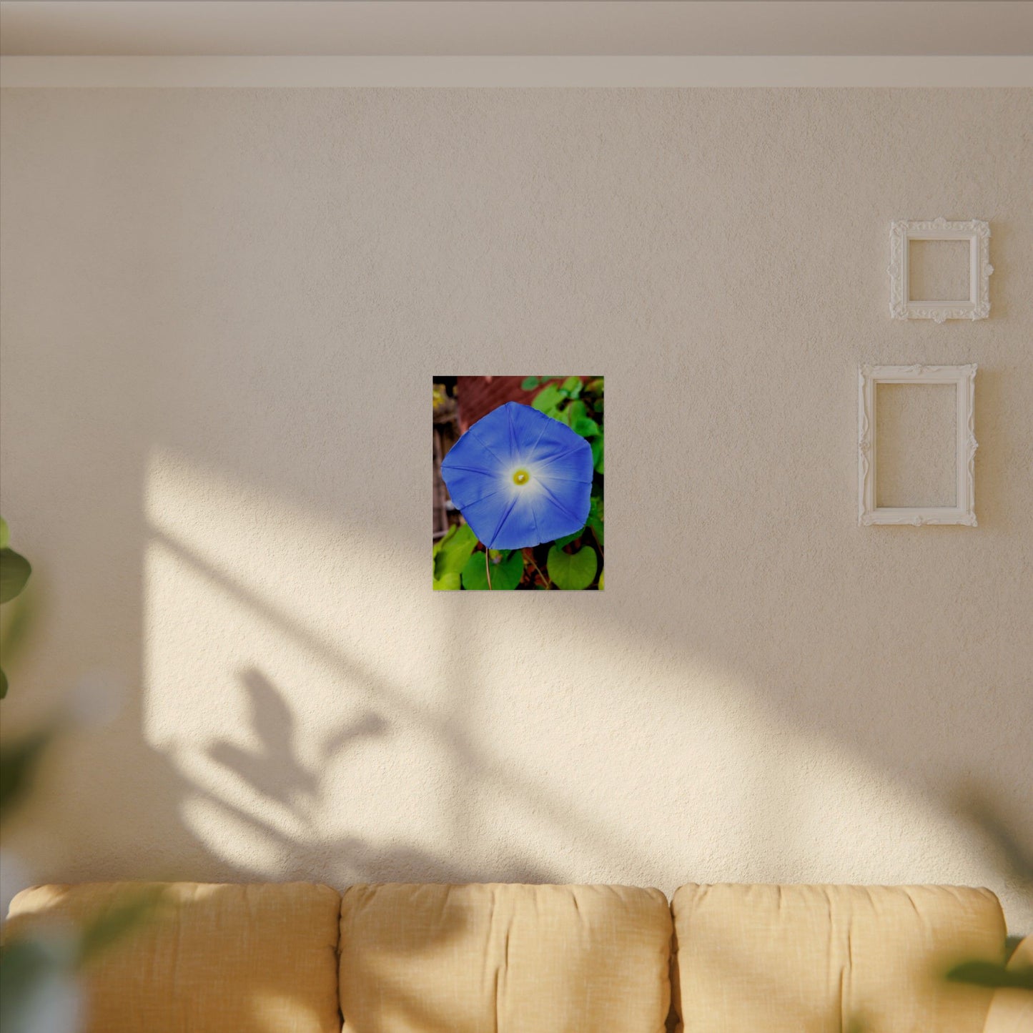 Morning Glory