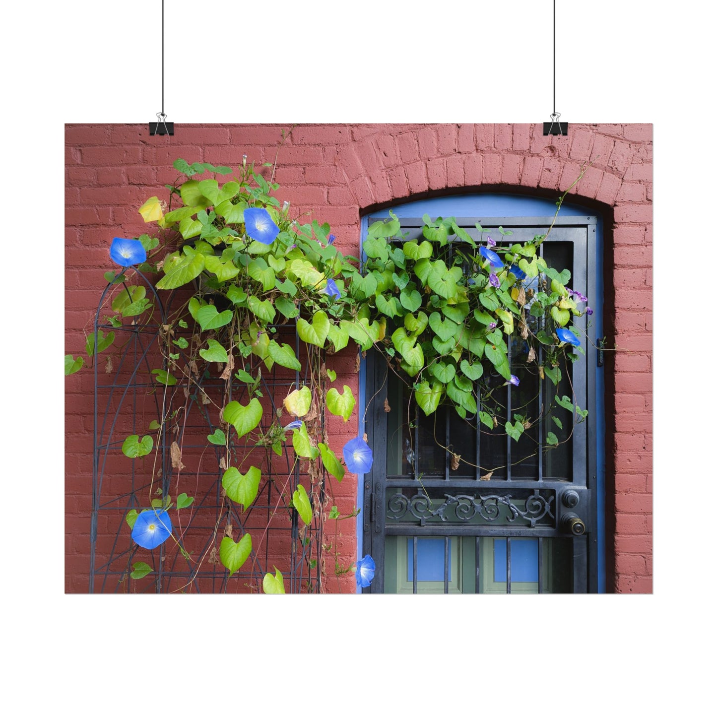 Morning Glory Sprawl