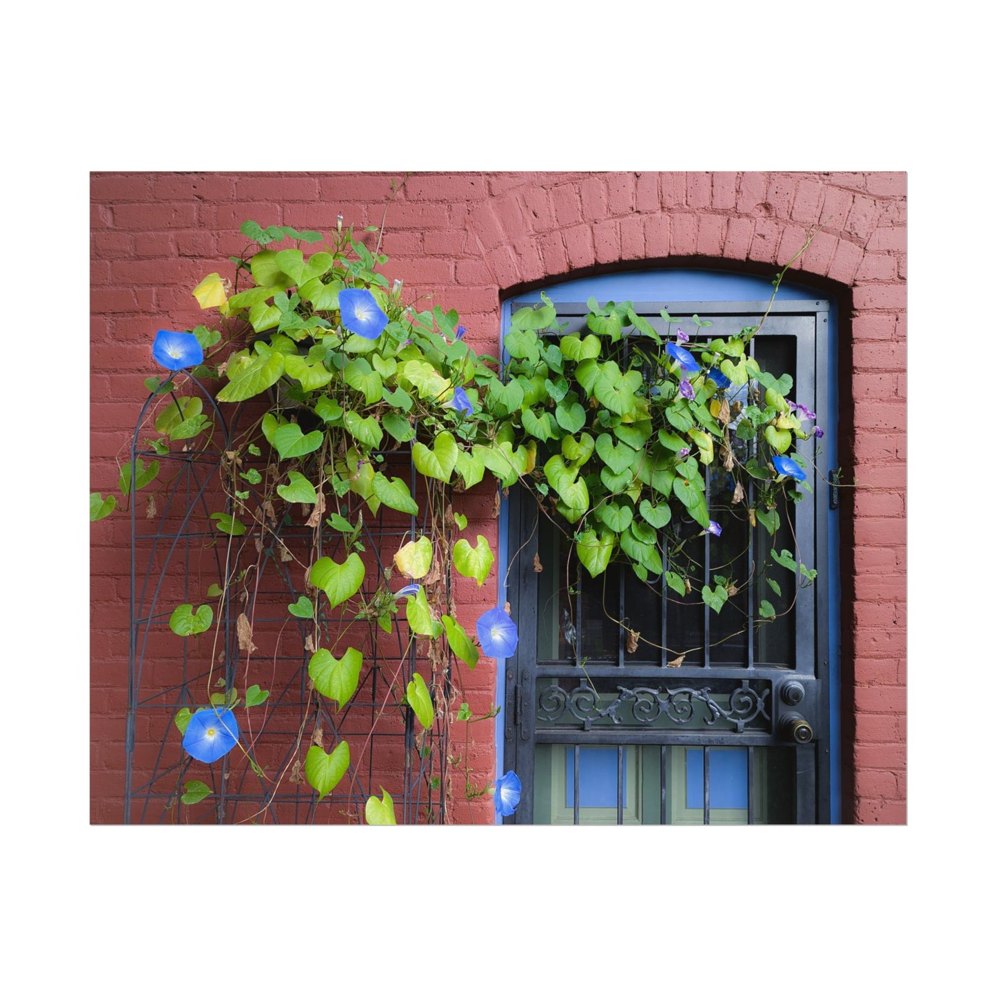 Morning Glory Sprawl