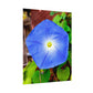 Morning Glory