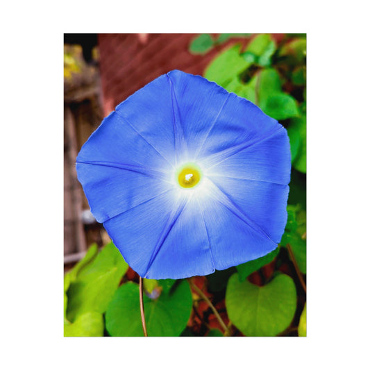 Morning Glory