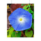 Morning Glory