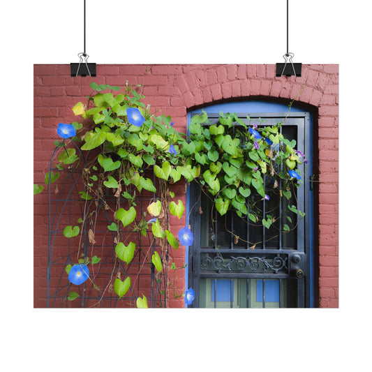 Morning Glory Sprawl